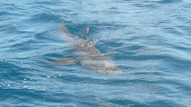 shark heading straight at the boat